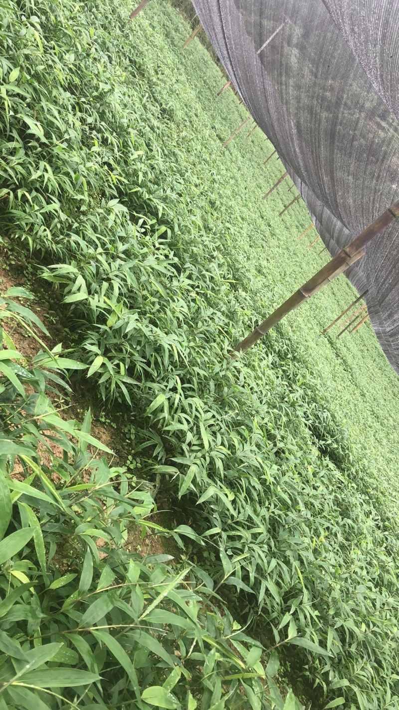 四川优质竹苗/竹苗/筇竹/方竹/刺竹苗。