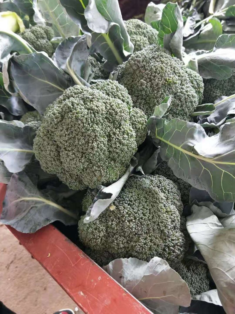 西蓝花，刚刚上市，颜色绿，质量非常好，有需要的联系
