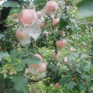 红富士苹果