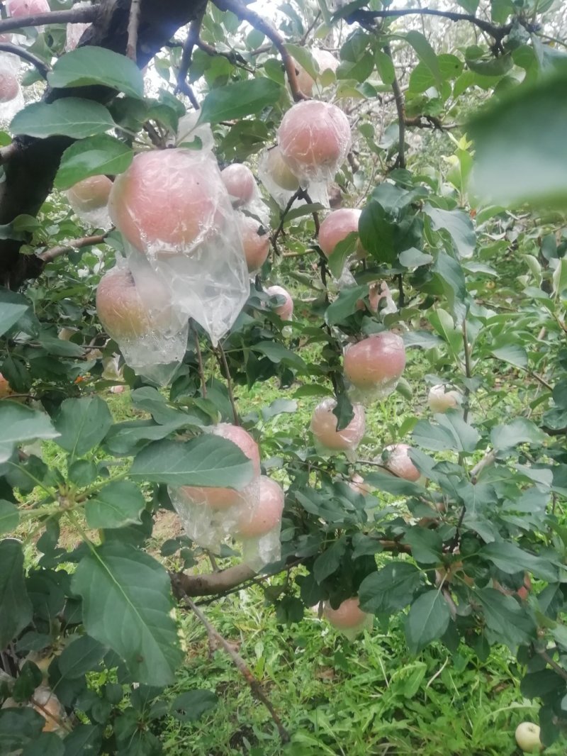 红富士苹果