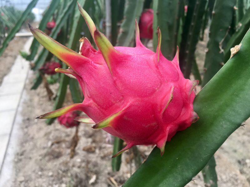 蜜宝红心火龙果