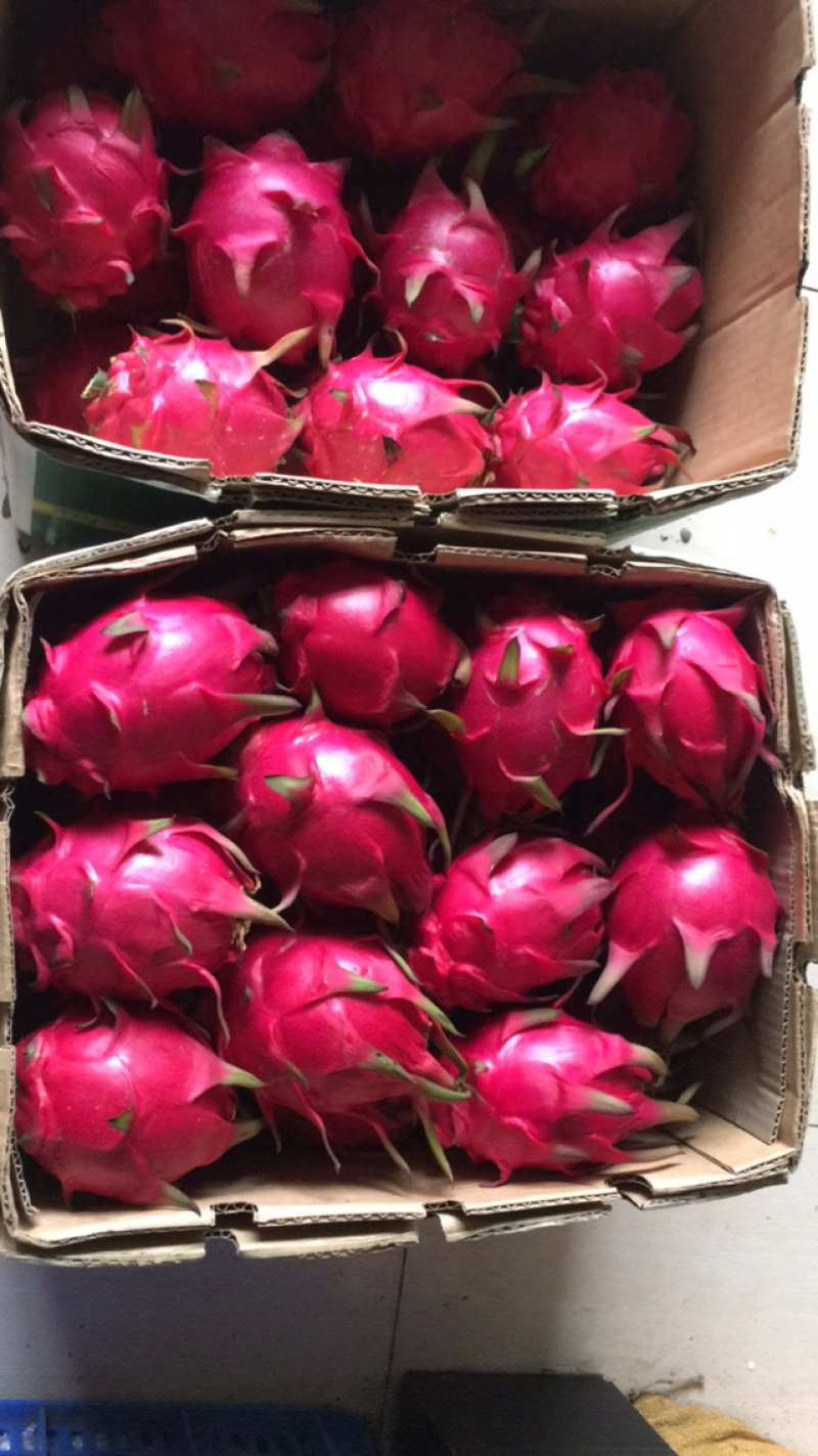 蜜宝红心火龙果