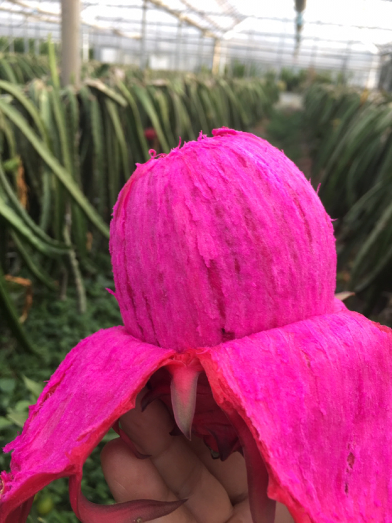 蜜宝红心火龙果