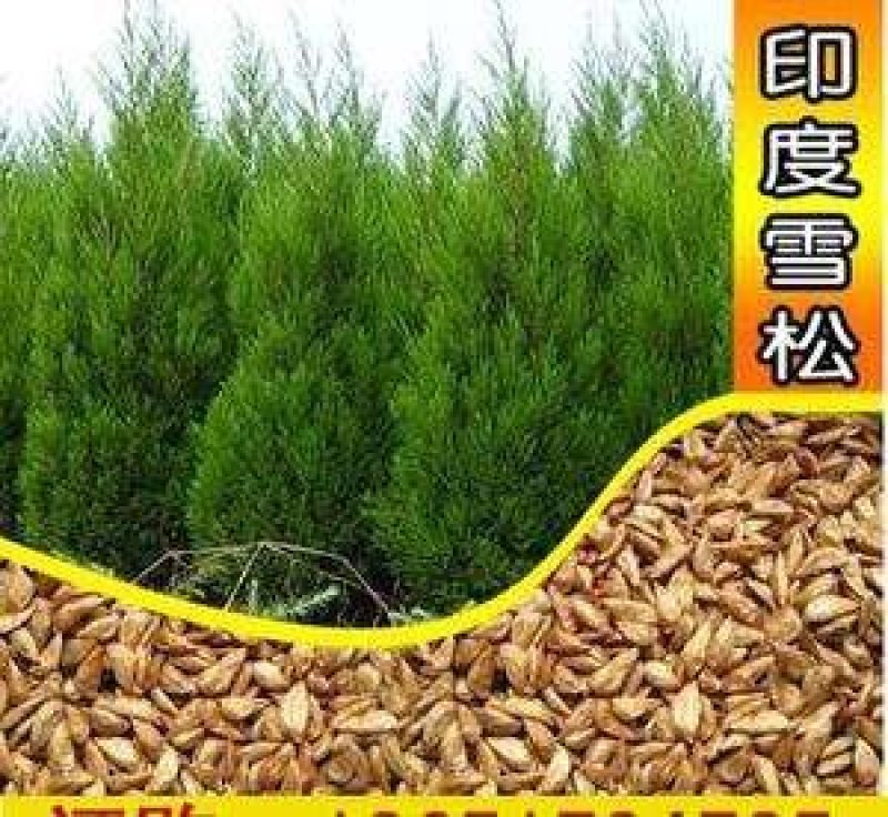 雪松种子进口雪松种子保证出牙率货到付款免费提供种植技术