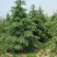雪松种子进口雪松种子保证出牙率货到付款免费提供种植技术