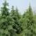 雪松种子进口雪松种子保证出牙率货到付款免费提供种植技术