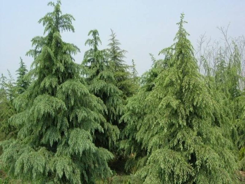 雪松种子进口雪松种子保证出牙率货到付款免费提供种植技术