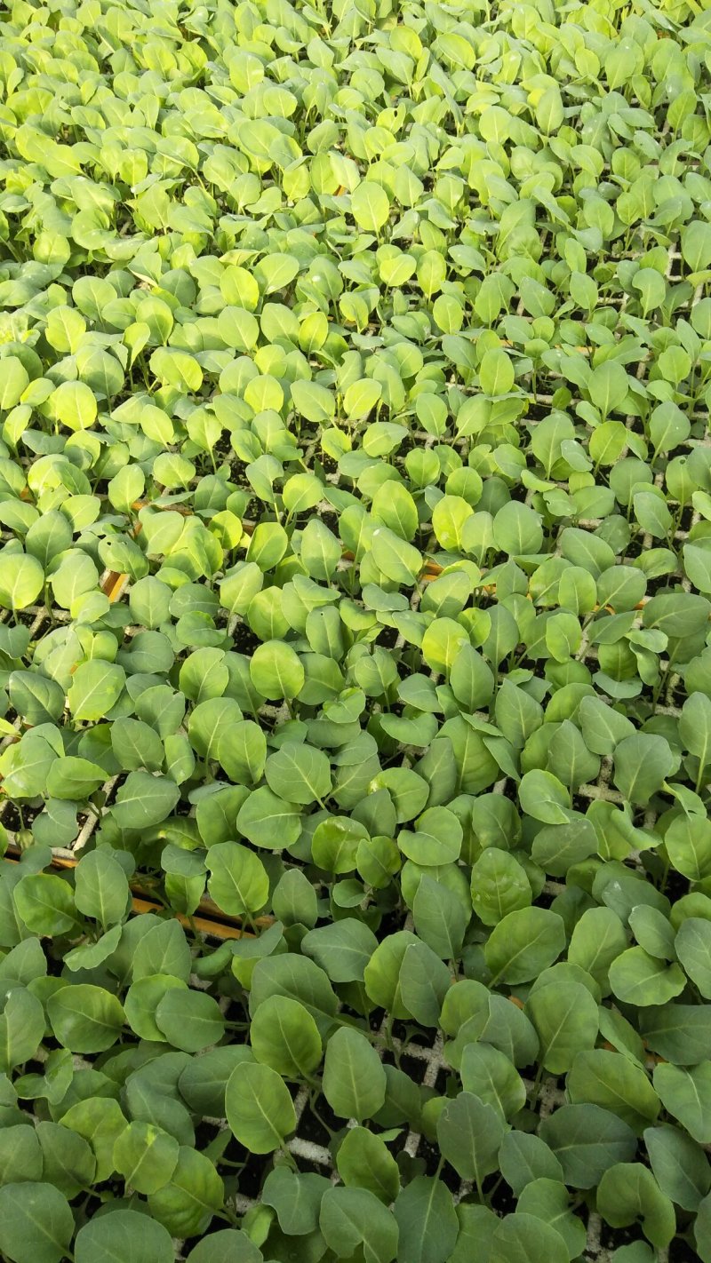 各种蔬菜苗（外承接各种蔬菜种子加工）