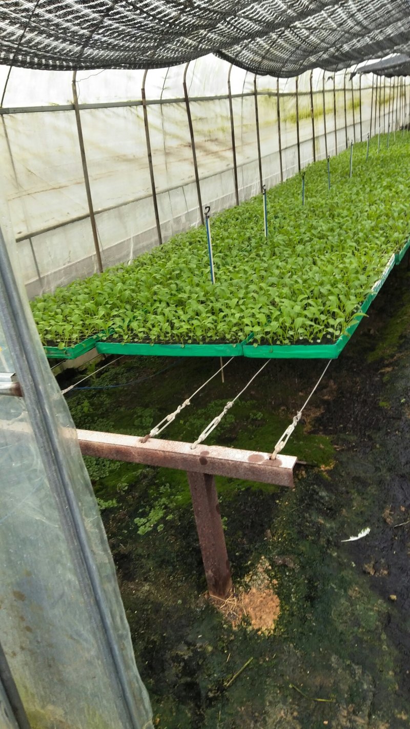 各种蔬菜苗（外承接各种蔬菜种子加工）