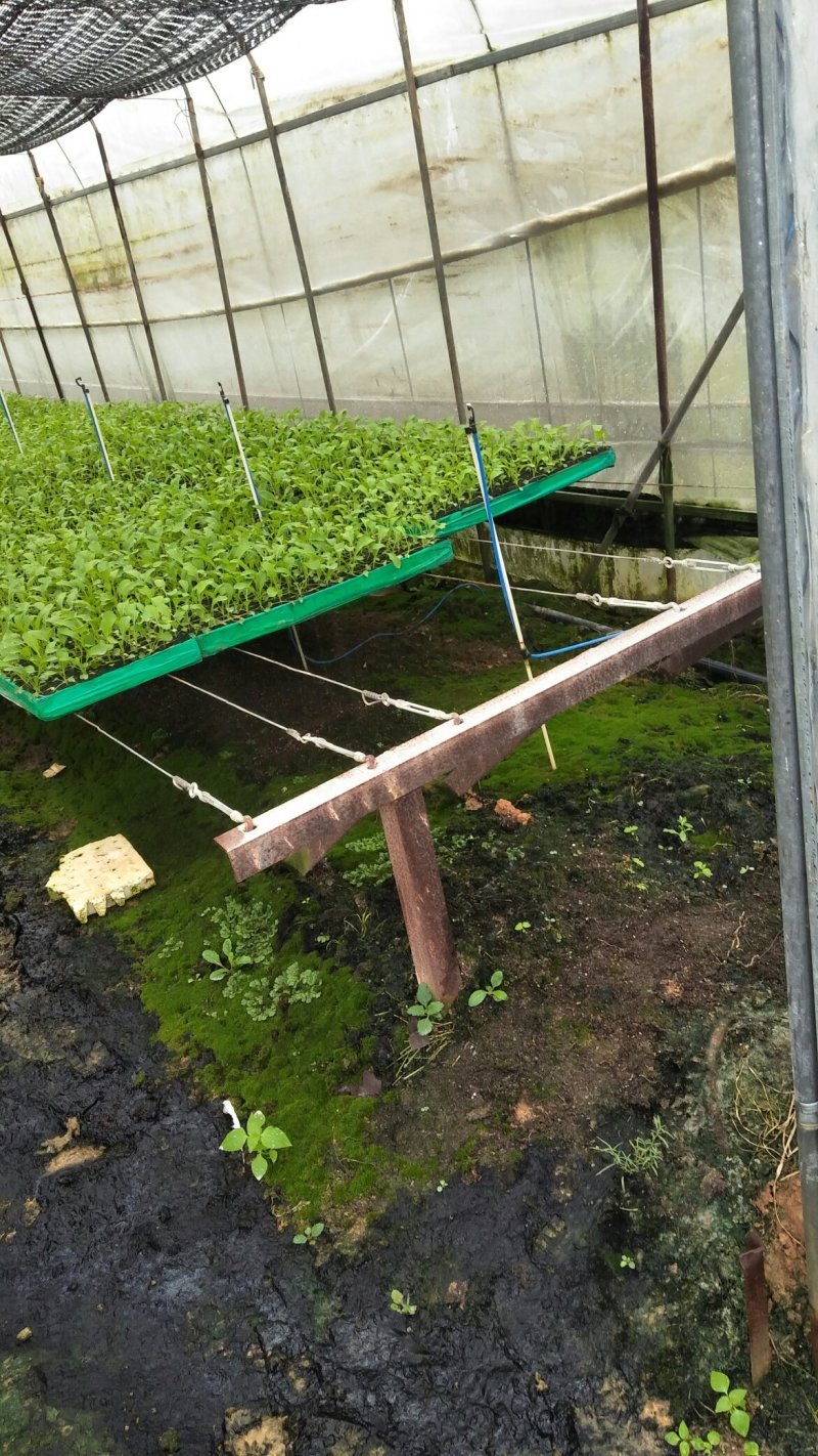 各种蔬菜苗（外承接各种蔬菜种子加工）