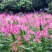 醉蝶花种子四季开花易种易活花海公园庭院花卉观赏