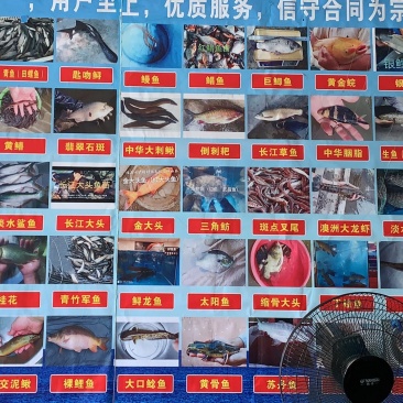 黑鱼苗批发～乌鱼苗基地直供～杂交黑鱼技术指导养殖～销售