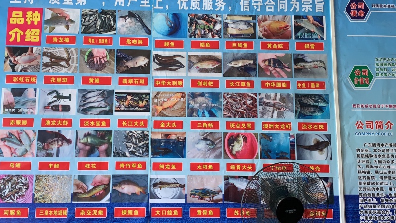 黑鱼苗批发～乌鱼苗基地直供～杂交黑鱼技术指导养殖～销售