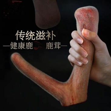 鹿茸片