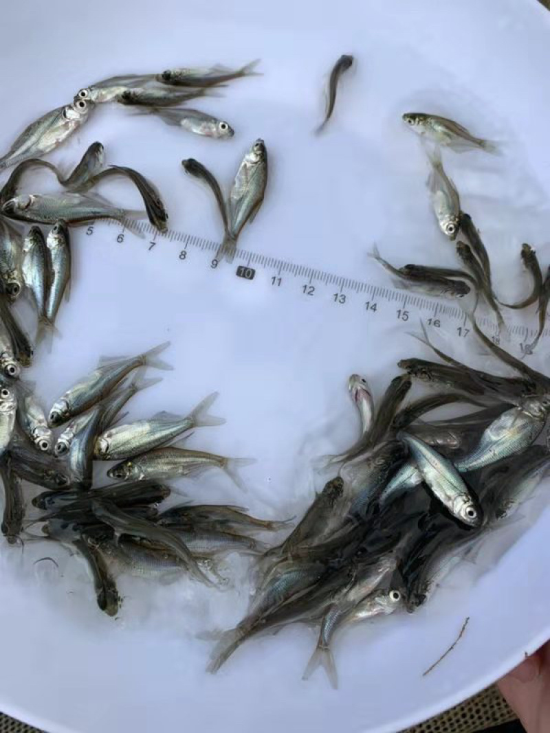 边鱼苗武昌鳊鱼苗边鱼苗批发三角鲂鱼苗技术指导养殖