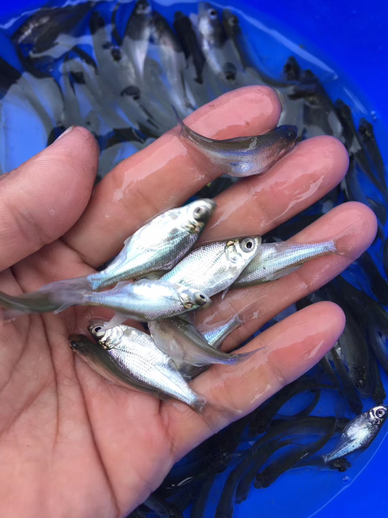 边鱼苗武昌鳊鱼苗边鱼苗批发三角鲂鱼苗技术指导养殖