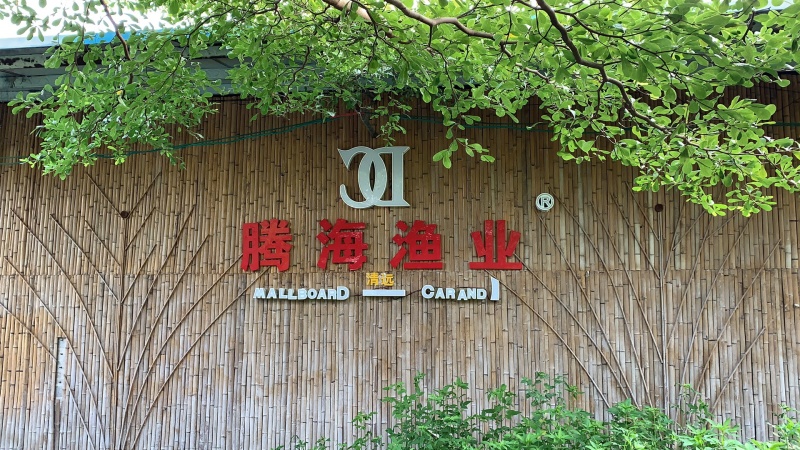 边鱼苗武昌鳊鱼苗边鱼苗批发三角鲂鱼苗技术指导养殖