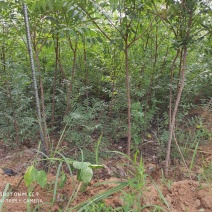 文冠果苗欢迎实地考察可视频看苗