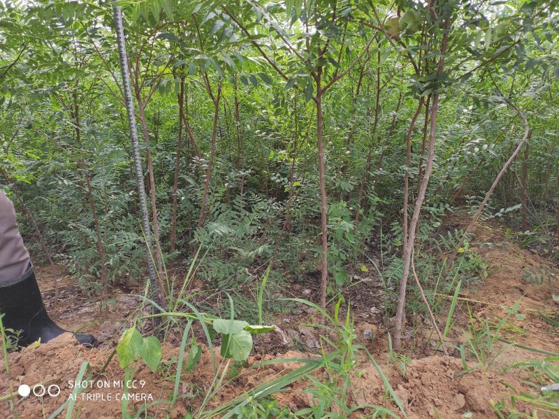 文冠果苗欢迎实地考察可视频看苗