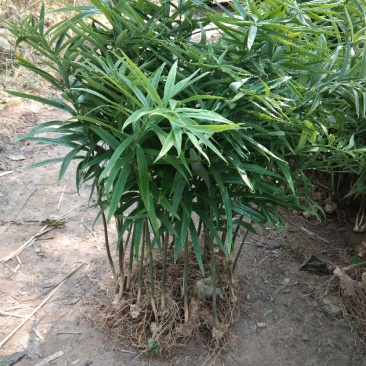 黄精种苗姜型多花四季不倒苗甜黄精，块茎苗产量高成活率好。