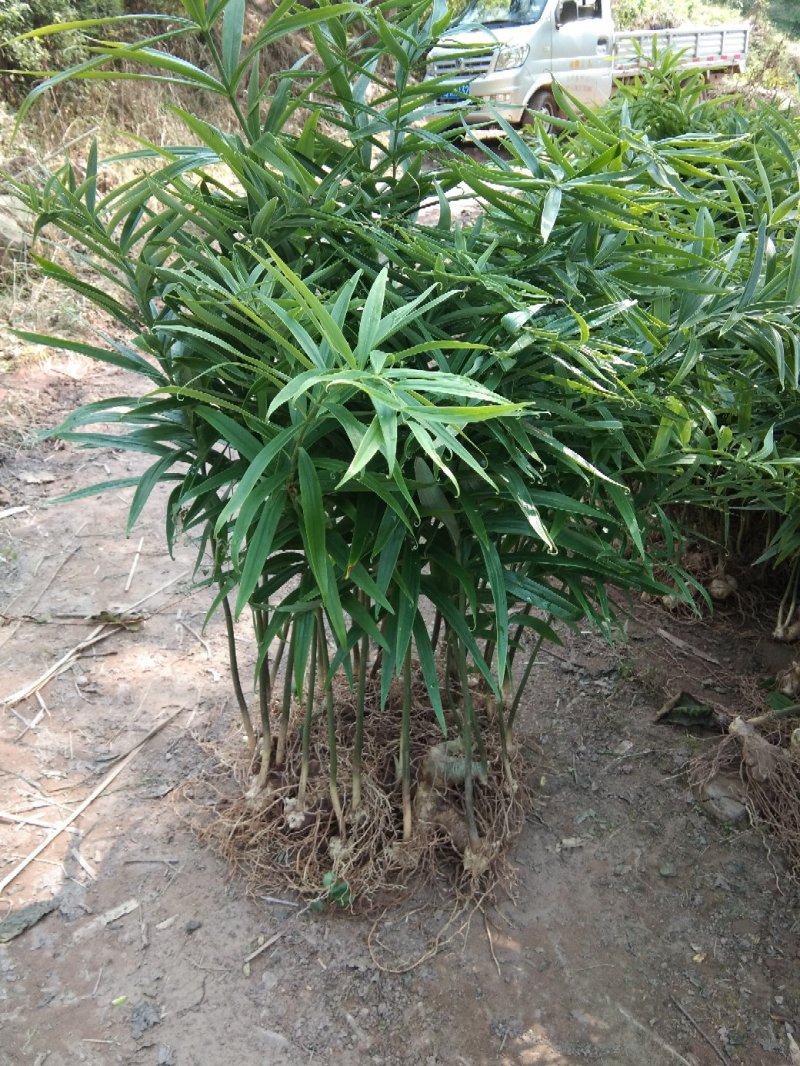 黄精种苗姜型多花四季不倒苗甜黄精，块茎苗产量高成活率好。