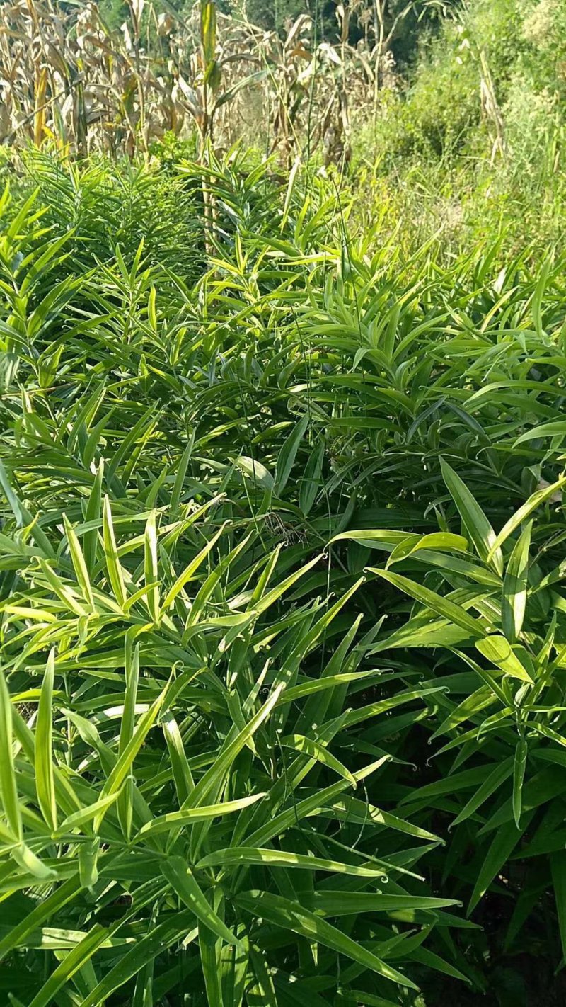 黄精种苗姜型多花四季不倒苗甜黄精，块茎苗产量高成活率好。