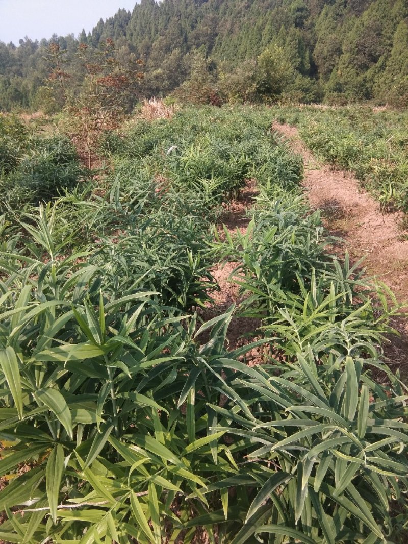 黄精种苗姜型多花四季不倒苗甜黄精，块茎苗产量高成活率好。