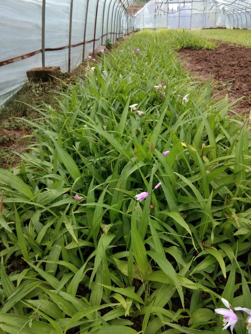 紫花白芨苗，基地批发量大优惠无条件技术跟踪服务，保价回收