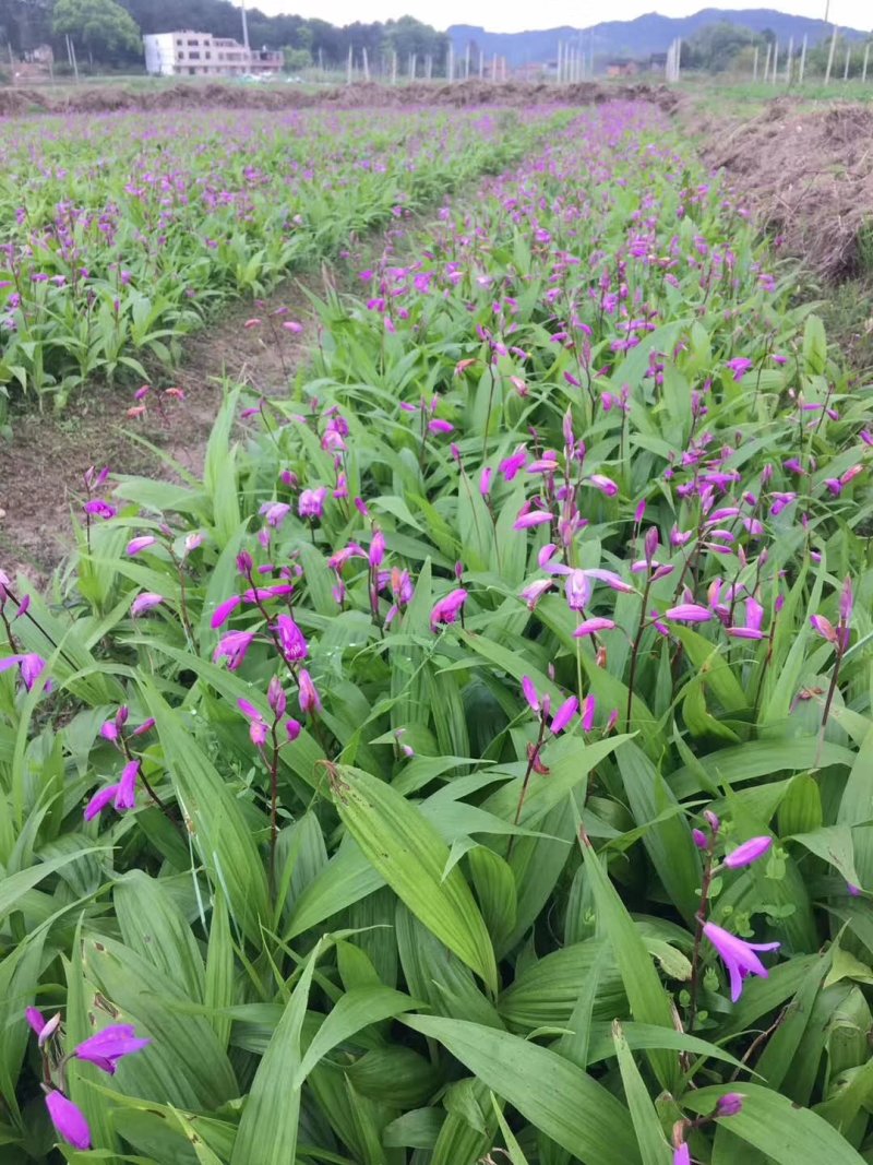 紫花白芨苗，基地批发量大优惠无条件技术跟踪服务，保价回收