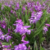 紫花白芨苗，基地批发量大无条件技术跟踪服务，保价回收