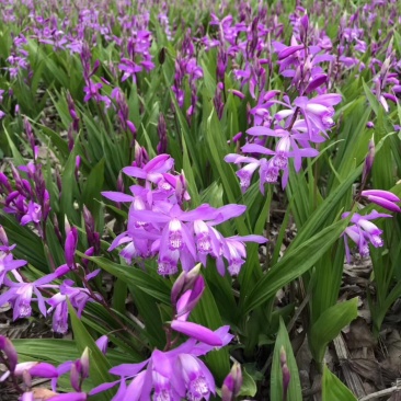 紫花白芨苗，基地批发量大优惠无条件技术跟踪服务，保价回收