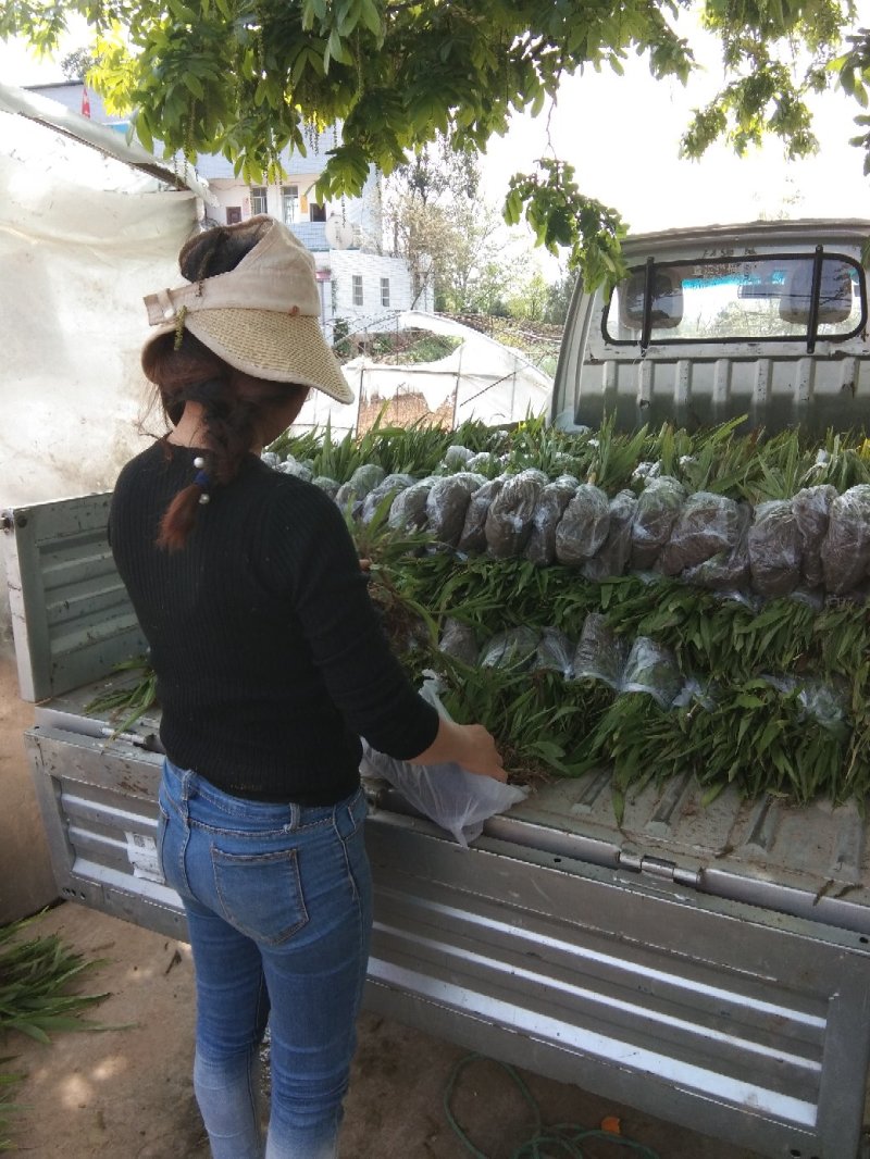 紫花白芨苗，基地批发量大优惠无条件技术跟踪服务，保价回收