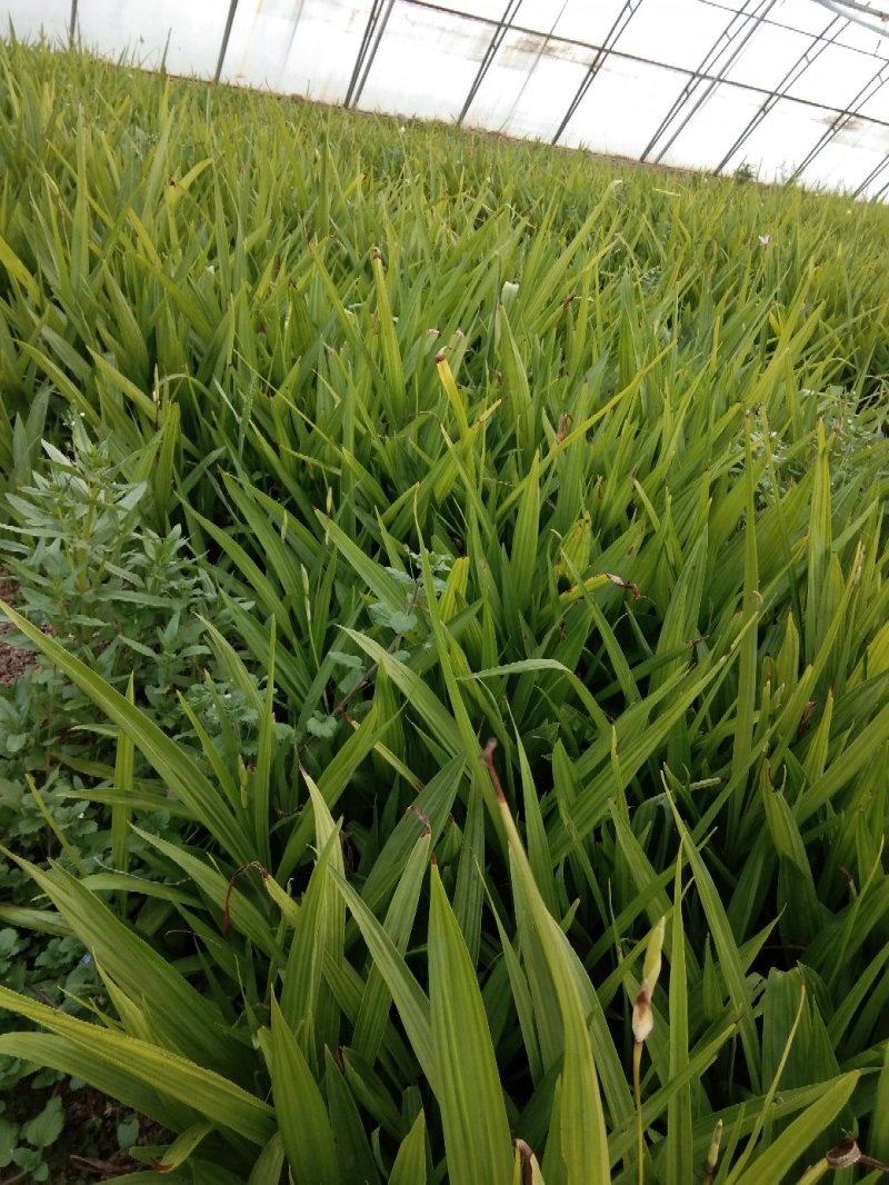 紫花白芨苗，基地批发量大优惠无条件技术跟踪服务，保价回收