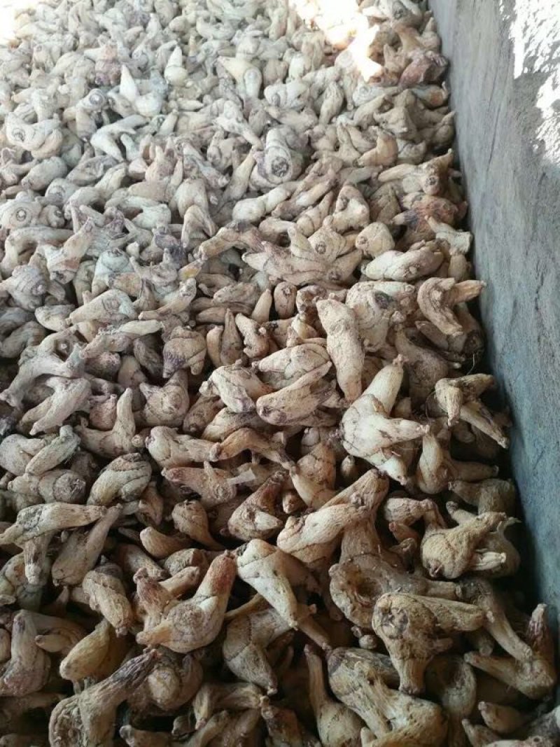 紫花白芨苗，基地批发量大优惠无条件技术跟踪服务，保价回收