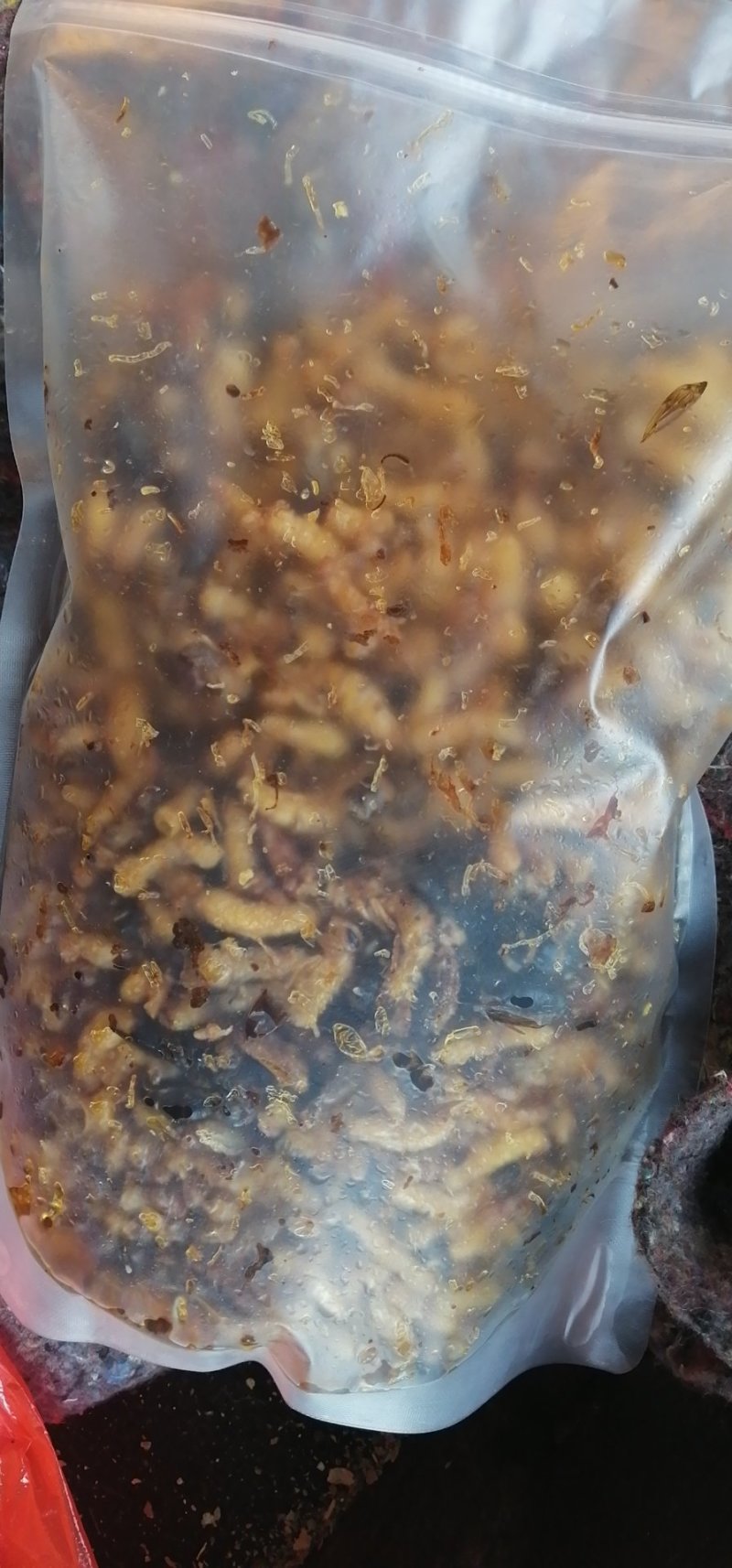 海拔1800高山蜂蛹