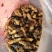 海拔1800高山蜂蛹