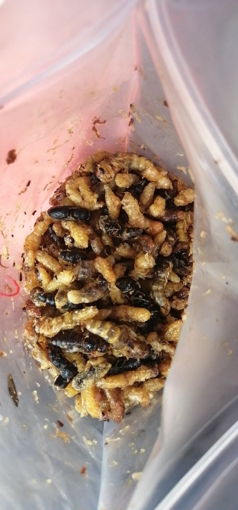 海拔1800高山蜂蛹