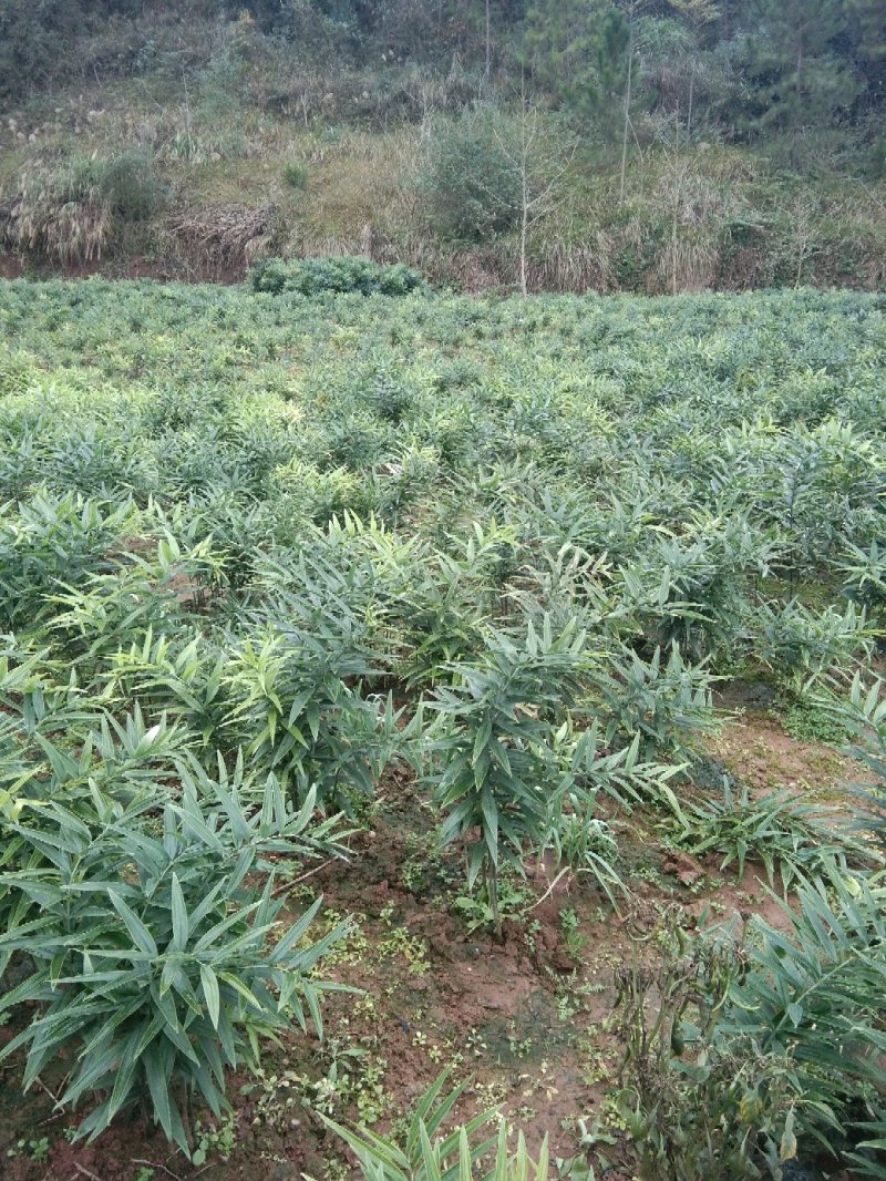 黄精种苗基地直供，姜型多花四季不倒苗甜黄精，无条件技术服