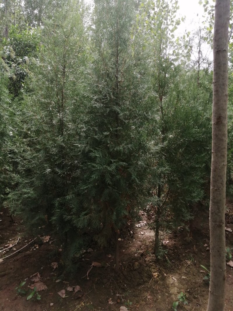 侧柏