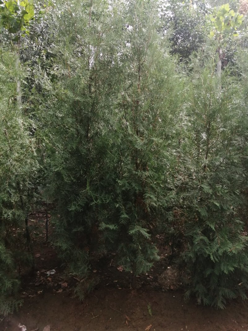 侧柏