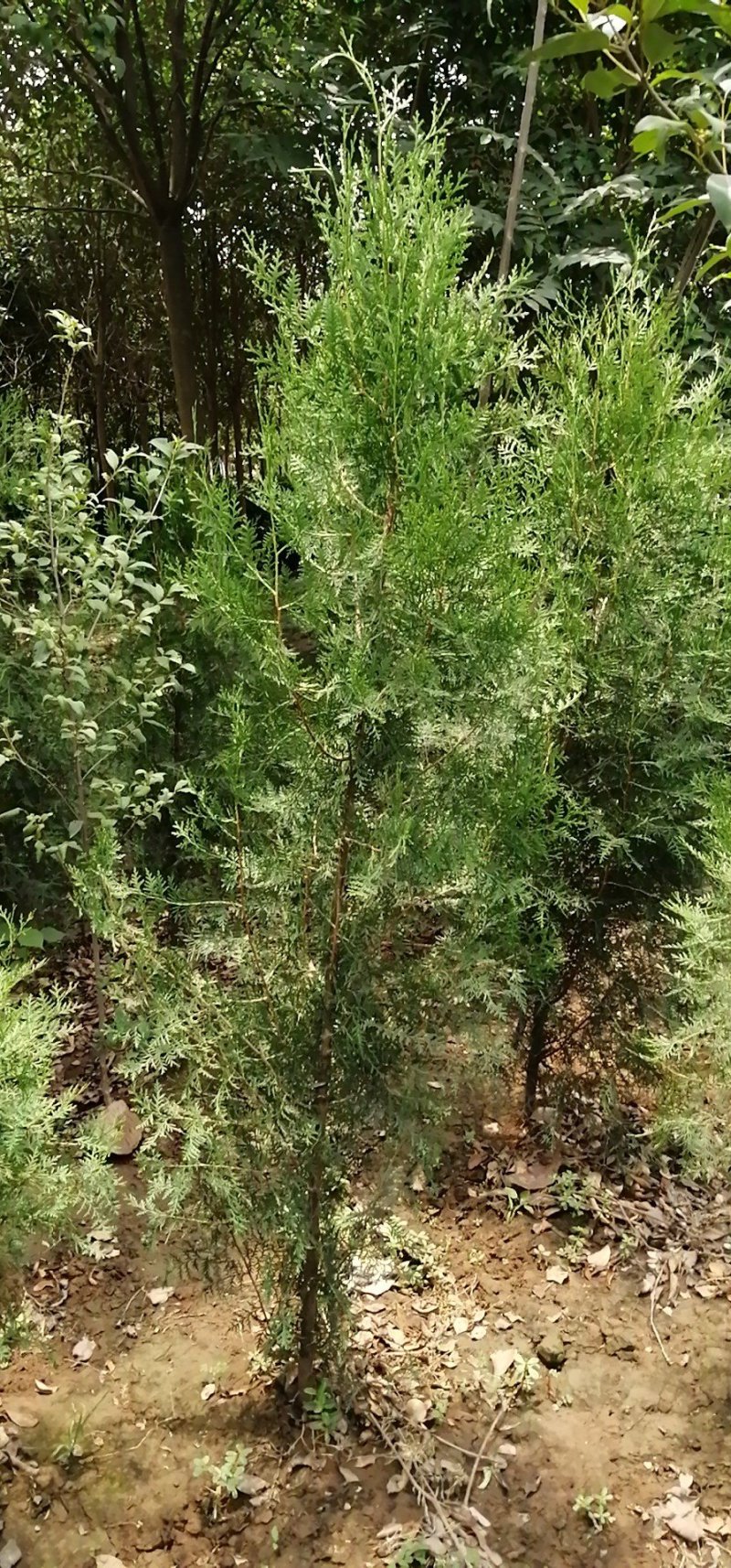 侧柏