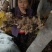 四川姜型多花四季不倒苗甜黄精种块茎，品种好产量高基地直供