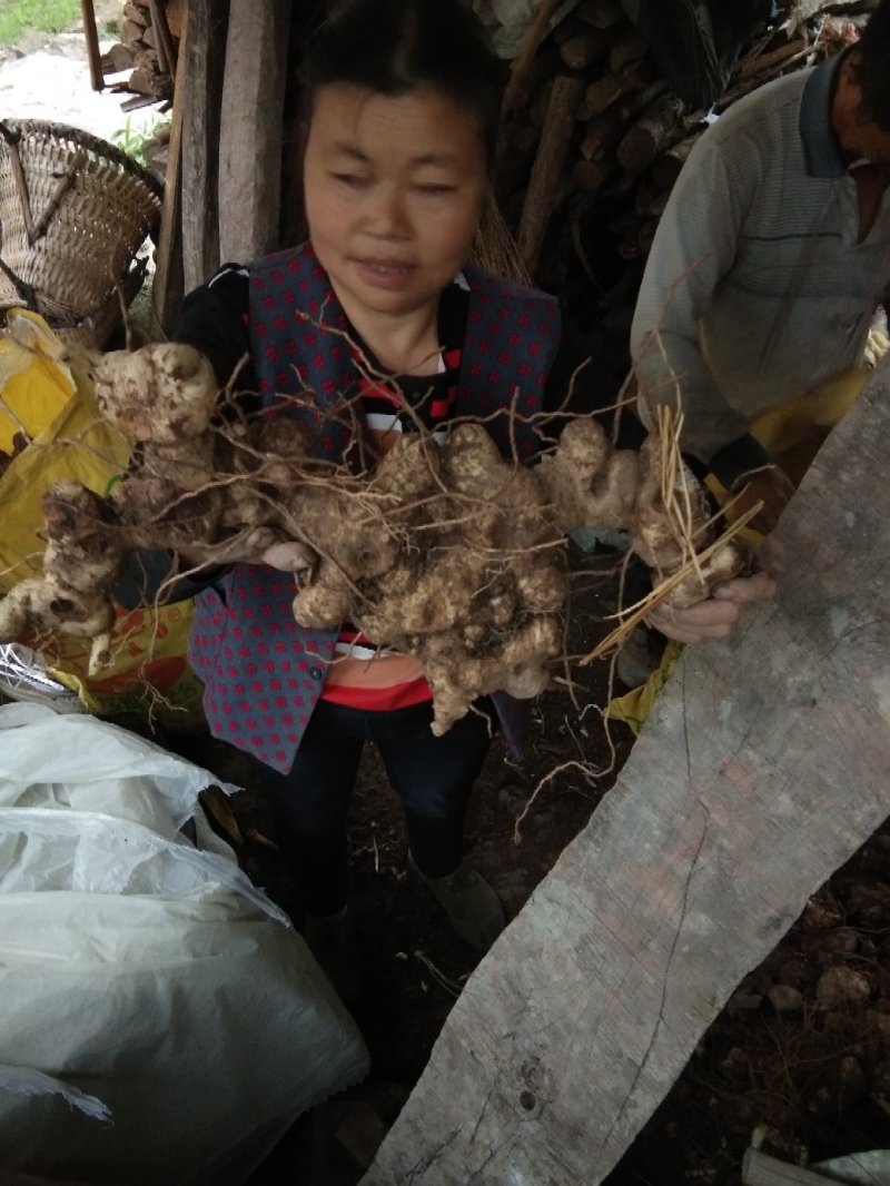 四川姜型多花四季不倒苗甜黄精种块茎，品种好产量高基地直供