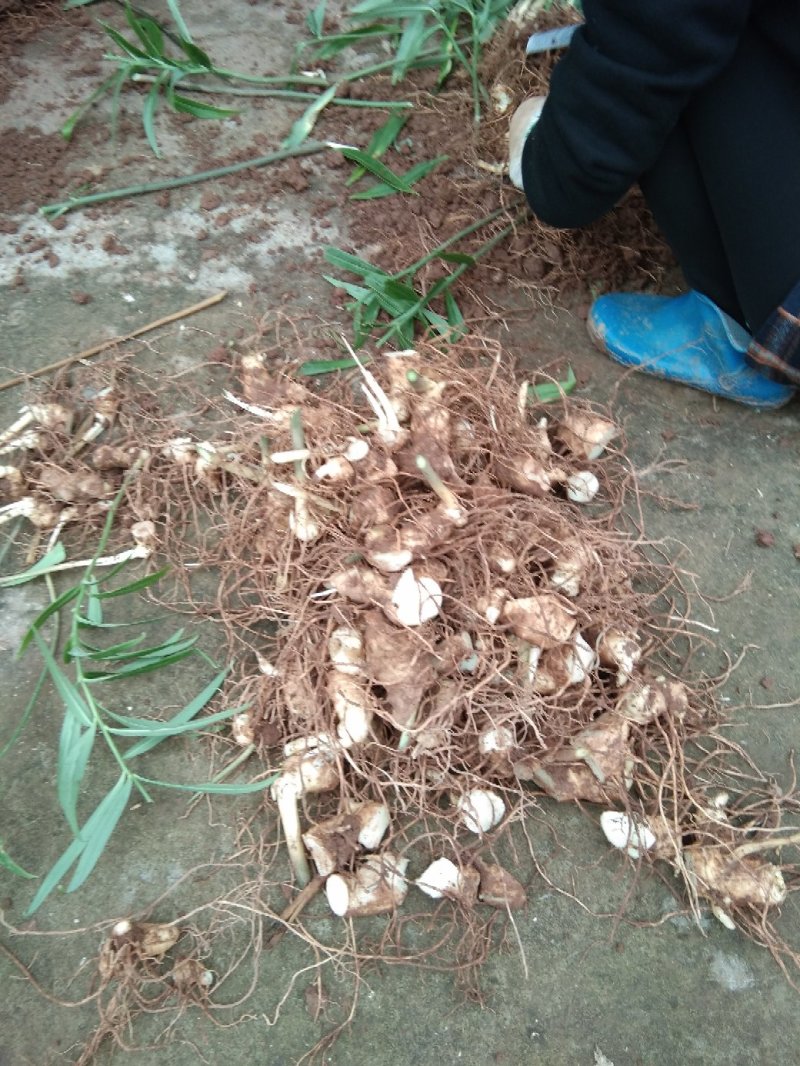 四川姜型多花四季不倒苗甜黄精种块茎，品种好产量高基地直供