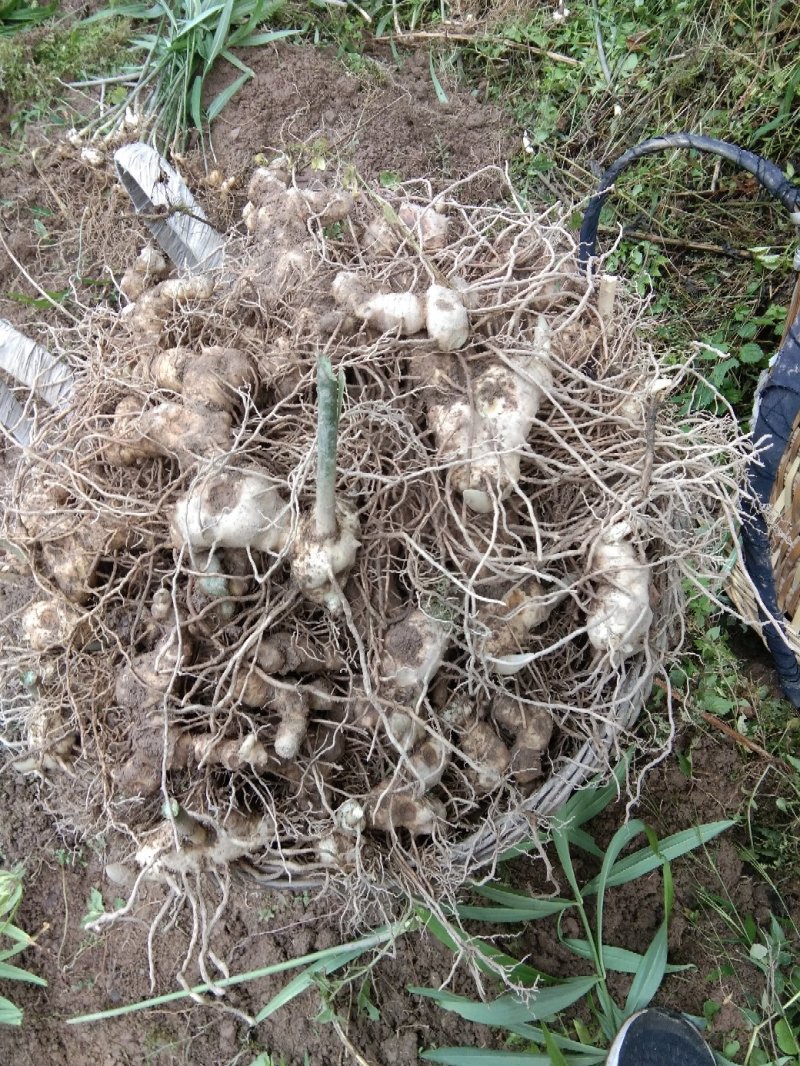 四川姜型多花四季不倒苗甜黄精种块茎，品种好产量高基地直供