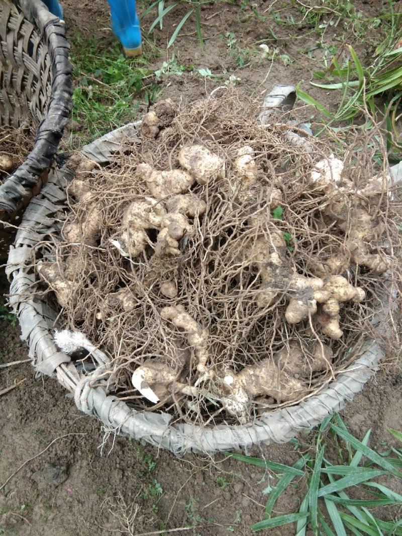 四川姜型多花四季不倒苗甜黄精种块茎，品种好产量高基地直供