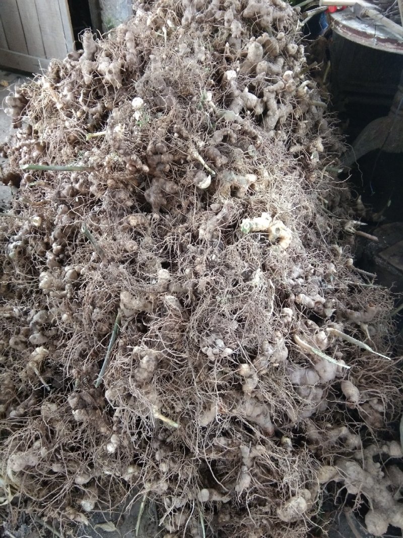 四川姜型多花四季不倒苗甜黄精种块茎，品种好产量高基地直供