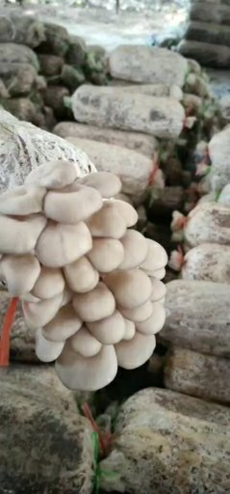 菌棒出售