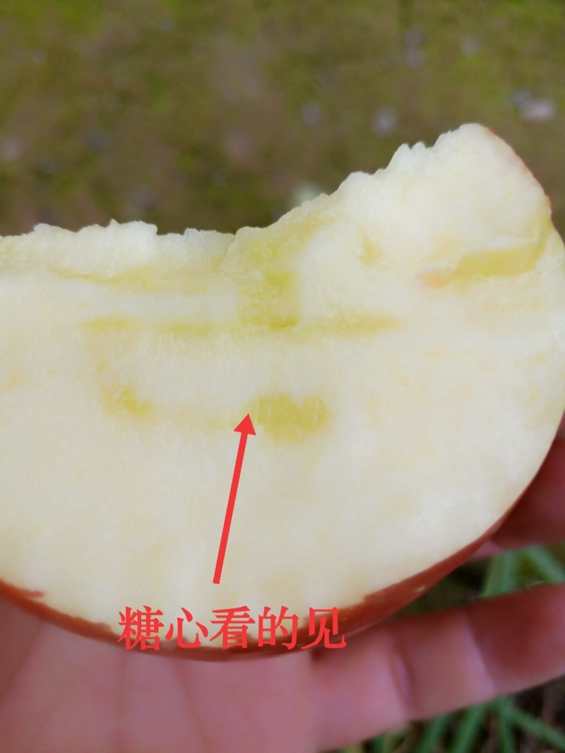 供应冰糖心红富士苹果