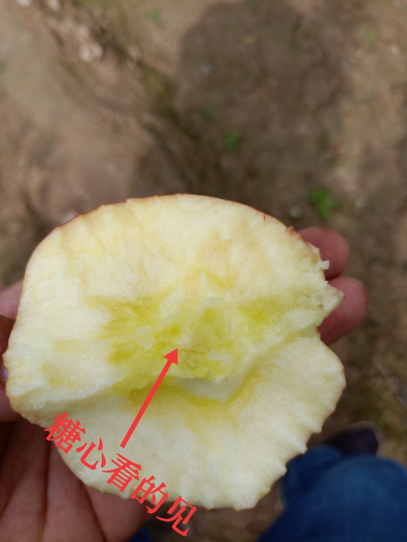 供应冰糖心红富士苹果